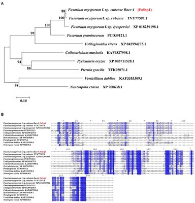 The Small Secreted Protein FoSsp1 Elicits Plant Defenses and Negatively Regulates Pathogenesis in Fusarium oxysporum f. sp. cubense (Foc4)